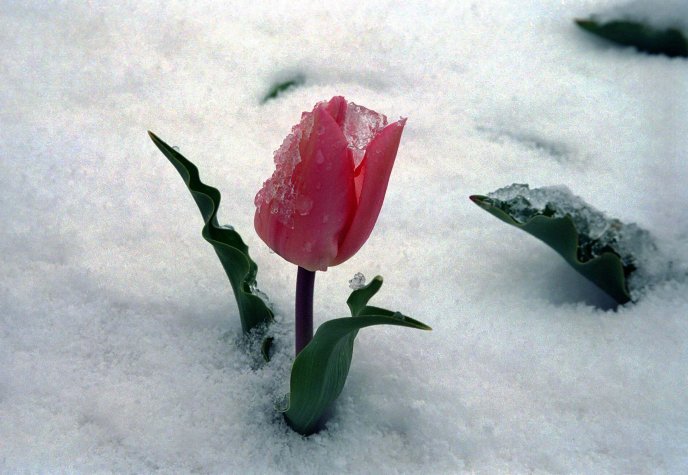 نگاه کن که چه برفی میبارد...