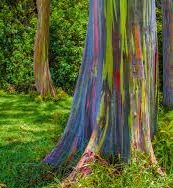 درخت اکالیپتوس رنگین کمانی