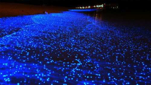 دریای ستارگان جزیره‌ی وادهو مالدیو