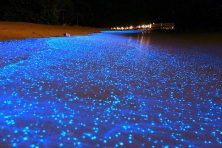 دریای ستارگان جزیره‌ی وادهو مالدیو