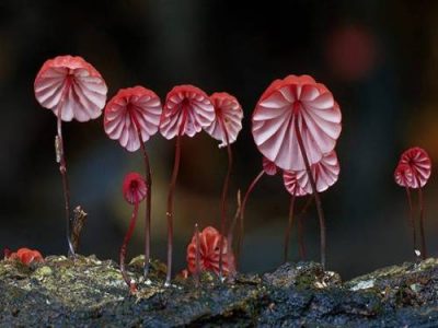 قارچ های جادویی