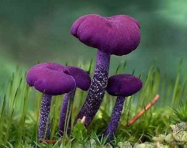 دنیای خوشرنگِ قارچ‌ها