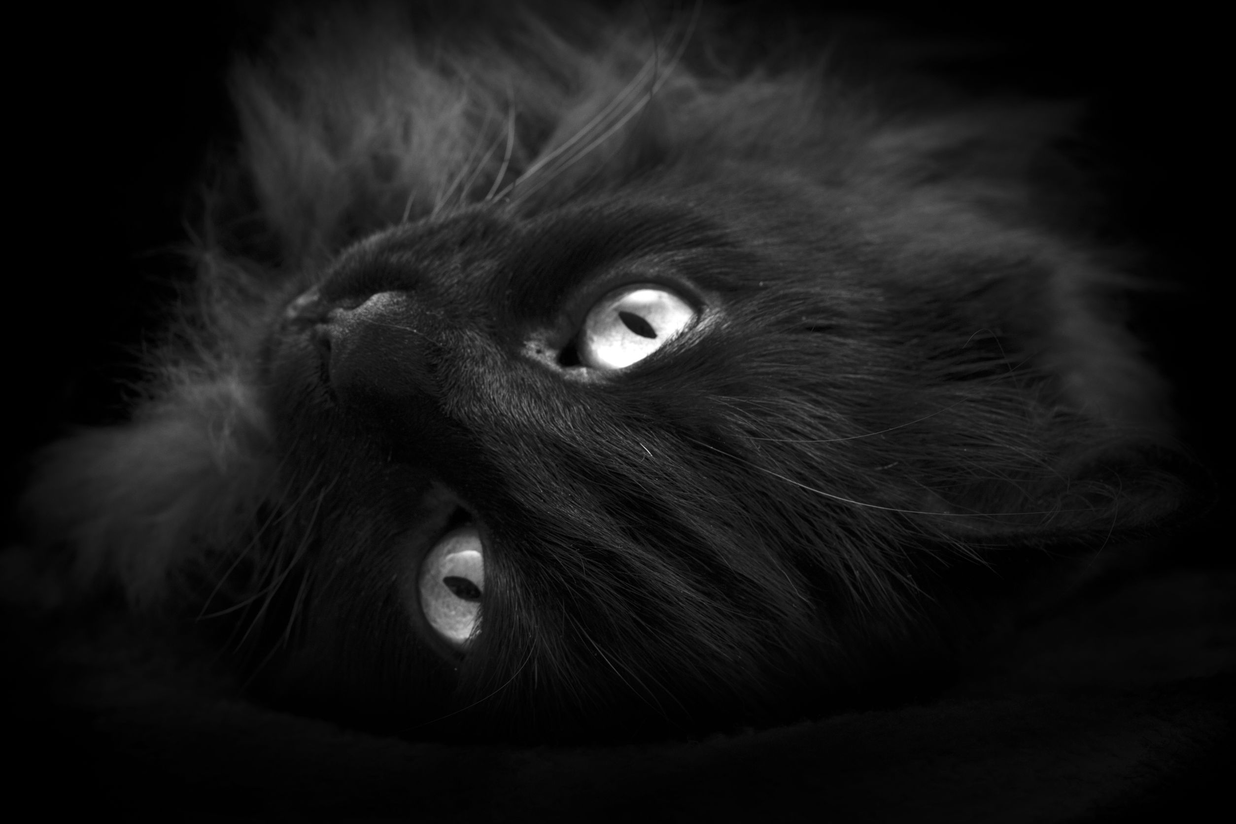 واکاوی ِداستان گربه‌ی سیاه