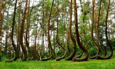 جنگل کج در گریفیث لهستان