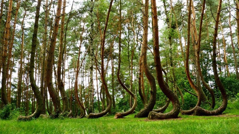 جنگل کج در گریفیث لهستان