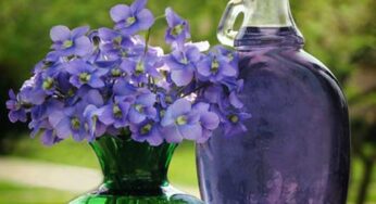 بنفشه، مُژده نوروز می‌دهد ما را …