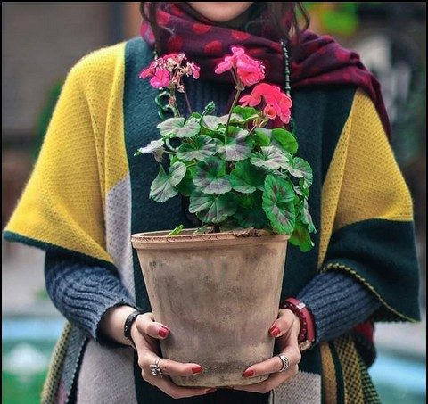 دوستت دارم وُ دیوانهوار...