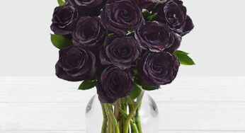 درباره‌ی فضیلت بدبینی