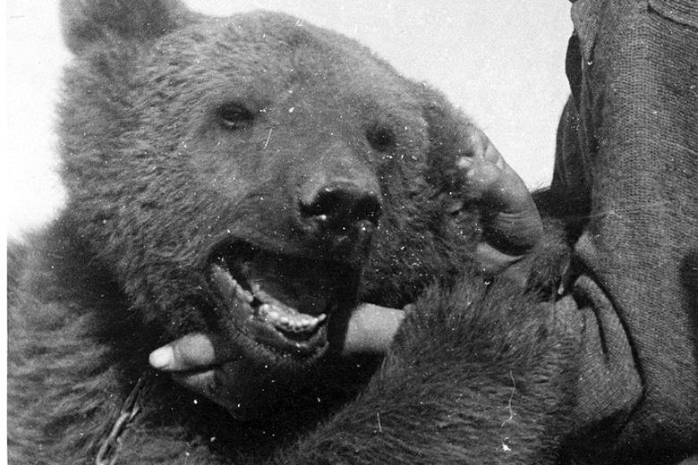 وُیتِک خرس قهرمان داستانی بی‌نظیر دربارۀ دوستی و همراهی