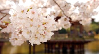 ببین، دو بال بزرگ به سمت حاشیه روح آب در سفرند…